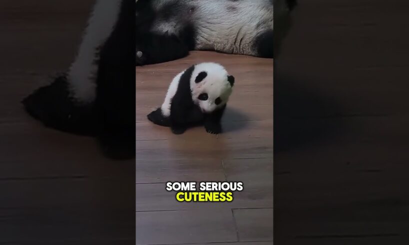Giant Pandas Learning to Walk – Cute and Funny! #animals #cuteanimals #shorts