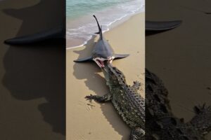 Giant Shark Leaps from Water to Hunt Crocodile on the Sand!