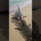 Giant Shark Leaps from Water to Hunt Crocodile on the Sand!