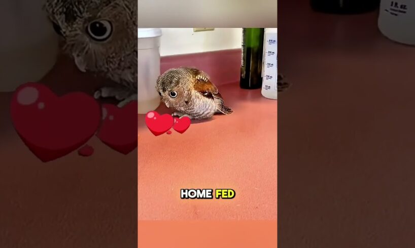 Girl rescued owl from hot weather #shorts #animalrescue #owl