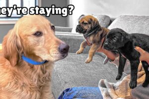 Golden Retriever Meets Tiny Rescues Puppies (First month together)