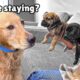 Golden Retriever Meets Tiny Rescues Puppies (First month together)