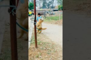 Golden Retriever Playing With Ball #cute #puppy #animals #funny #ytshorts #goldenretriever #doglove