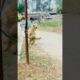 Golden Retriever Playing With Ball #cute #puppy #animals #funny #ytshorts #goldenretriever #doglove