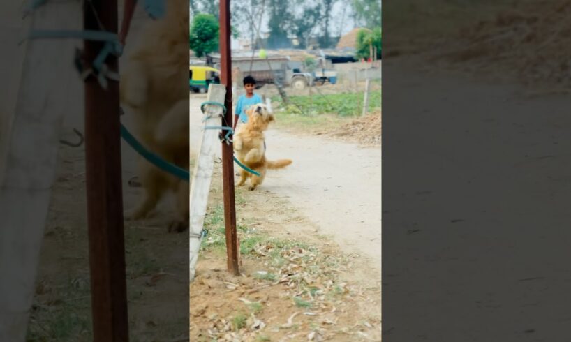 Golden Retriever Playing With Ball #cute #puppy #animals #funny #ytshorts #goldenretriever #doglove