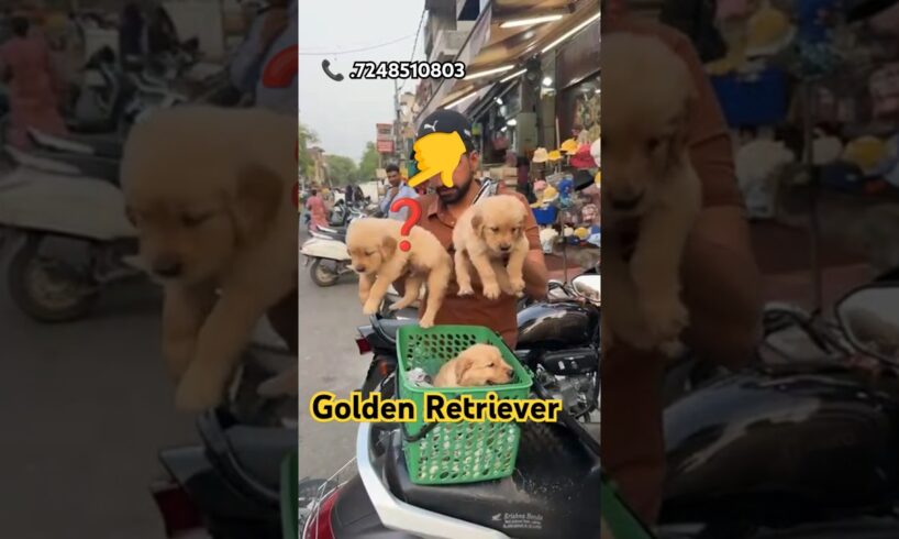 Golden Retriever puppies Labrador| #cute #pets #goldenretreiver #dog #shortvideo #puppy #shorts