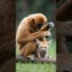 Golden gibbon is playing with a little Fennec Fox #gibbon #animals  #wildlife