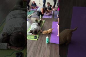 Golden retriever puppy nails downward dog and adds the cutest wave #PuppyYoga #GoldenRetriever