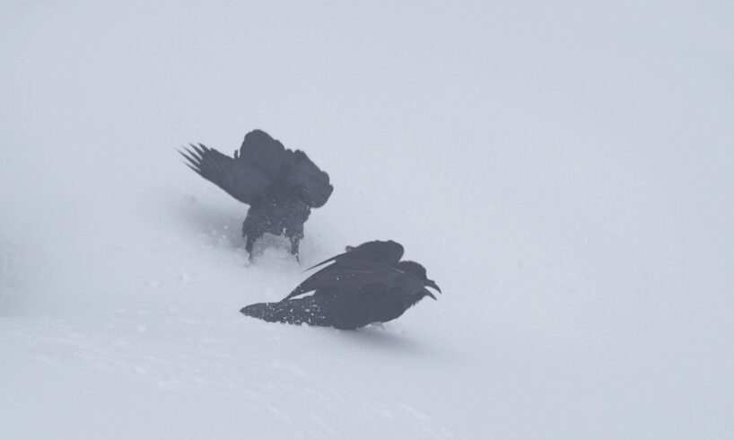 Goofy Ravens Playing in the Snow
