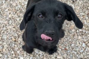 Gracie’s Unique Fluffy-Faced Puppies Are too Cute! ❤️ - Takis Shelter