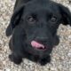 Gracie’s Unique Fluffy-Faced Puppies Are too Cute! ❤️ - Takis Shelter