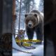 Grizzly Bear Rescues a Chained Tiger Cub and Melts Everyone’s Hearts!