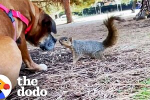 Grumpy Rescue Dog Had No Friends Until She Met Squirrels | The Dodo