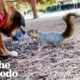 Grumpy Rescue Dog Had No Friends Until She Met Squirrels | The Dodo