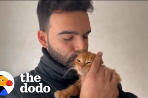 Guy Rescues A Stray Cat Every Time He Leaves The House | The Dodo