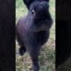 Haha Amazing Rabbits #amazing #rabbit #bunny #pets #animals #shorts