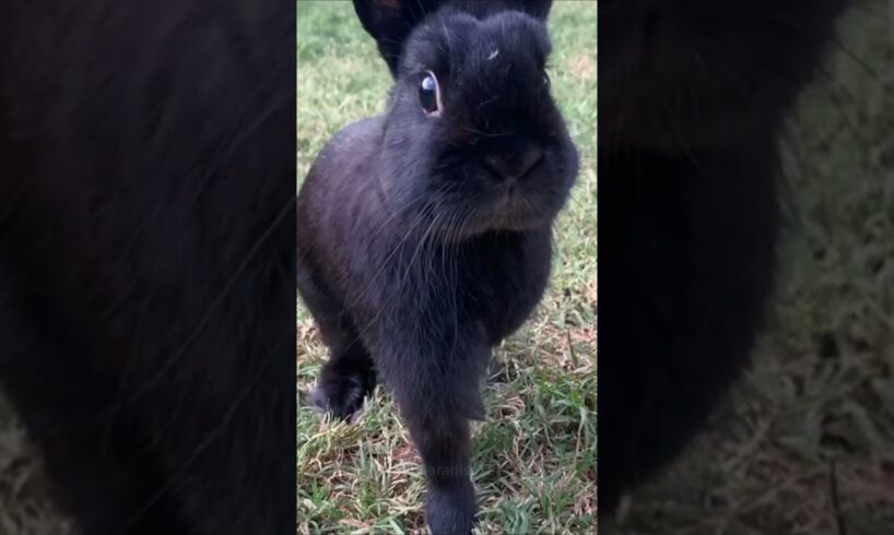 Haha Amazing Rabbits #amazing #rabbit #bunny #pets #animals #shorts