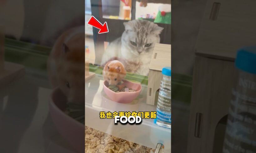 Hammy’s Days Are Numbered😭#hamster #animals #animalrescue