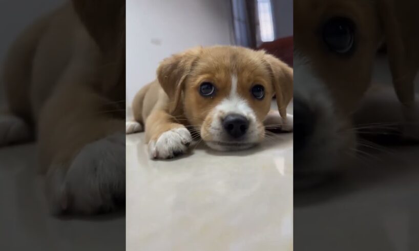 Happy Puppy Dogs Videos Latest Cute Puppies Shorts Compilations 🐶😘😘 -EPS1274 #cutepuppies