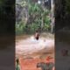 Having fun playing with a dog, he didn't realize a leopard was lurking.