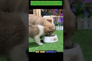 Heartwarming Rescue: Two Cute Puppies Saved! 🐾 #PuppyLove #dogrescue, #cutedogs, #animalrescue, #fyp