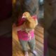 Herm The House Chicken 🐓 l The Dodo