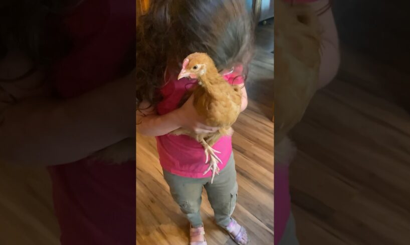 Herm The House Chicken 🐓 l The Dodo