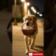 Hero dog Rescue baby From Street #shorts #youtubeshorts #dogshorts