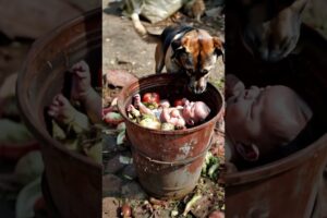 Heroic Dog Saves Abandoned Baby from Trash – A Life-Changing Moment! #AnimalHeroes #DogSavesBaby