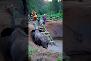 Heroic Rescue of a Trapped Baby Elephant in the Jungle 🐘🌿 | A Heartwarming True Story