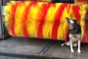 Hilarious Animal Videos to Make You Laugh | Funny Dog & Cat Videos