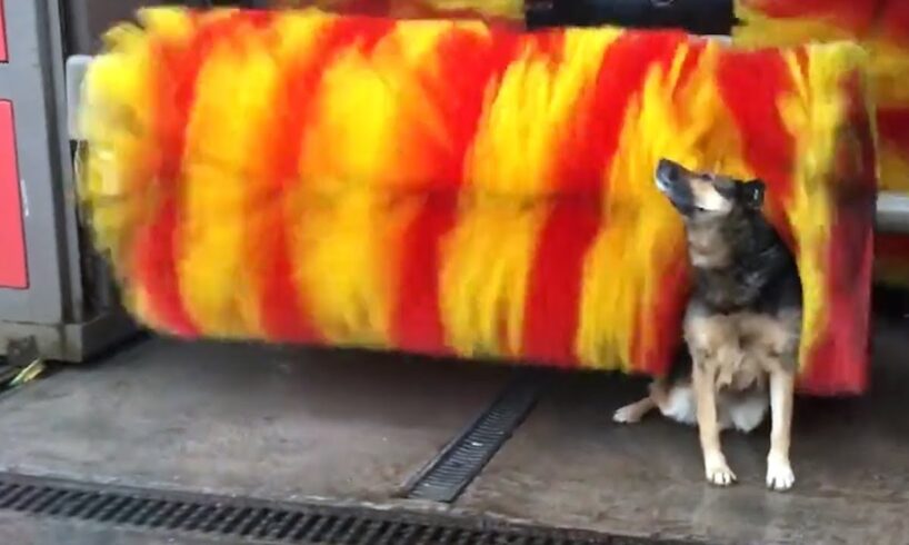 Hilarious Animal Videos to Make You Laugh | Funny Dog & Cat Videos