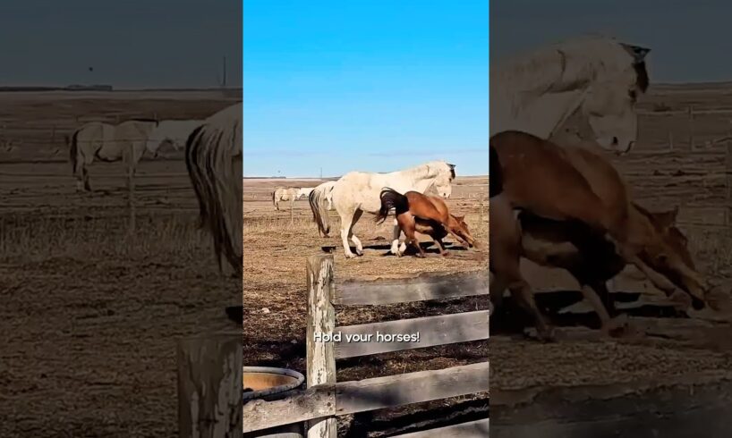 Hilarious Horse Fails | FUNNIEST Pets of the Week