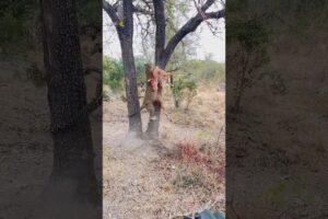 How FAST and STRONG is a LEOPARD 🤯🐆 #leopard #safari
