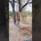How FAST and STRONG is a LEOPARD 🤯🐆 #leopard #safari
