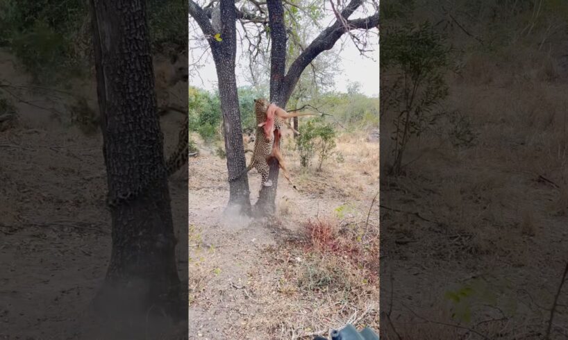 How FAST and STRONG is a LEOPARD 🤯🐆 #leopard #safari