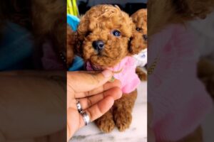 How long would you keep me? #puppy #viralvideo #toypoodle #cute #shorts