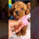 How long would you keep me? #puppy #viralvideo #toypoodle #cute #shorts