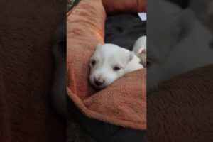 How nicely taking nap 🥰Very Cute cute Puppies 🐶 Cute Animals ❤