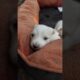 How nicely taking nap 🥰Very Cute cute Puppies 🐶 Cute Animals ❤