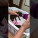 How to bottle feed a puppy
