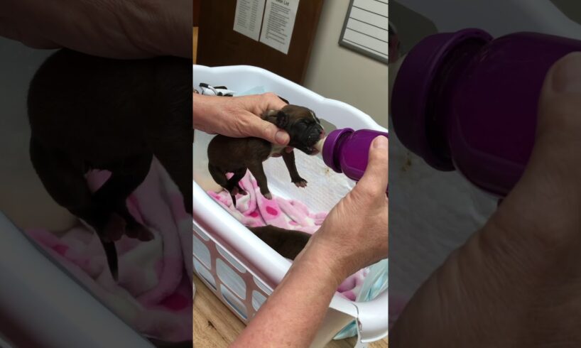 How to bottle feed a puppy