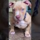 Hugo The Rescued Dog Is Running And Playing With His New Siblings!