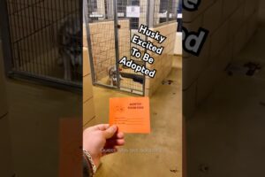 Husky At Rescue Shelter Reacts To Getting Adopted