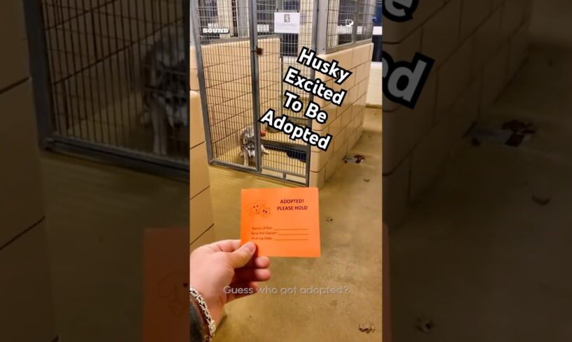 Husky At Rescue Shelter Reacts To Getting Adopted