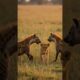 Hyenas is playing with a little lion #hyenas #lion #animals