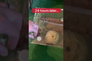 Is My Pet Tarantula Dead?!😱🕷️#shorts #spider