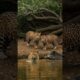 Jaguar playing water with boar #jaguar #wildlife #animals #wildlifephotography