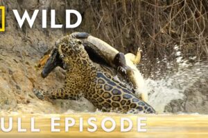 Jaguar vs. Caiman | SPECIAL | Nat Geo Animals