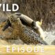 Jaguar vs. Caiman | SPECIAL | Nat Geo Animals